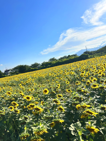 趣味のドライブでは毎年季節に合わせた花を見に行っています。この写真は夏の神奈川県座間市のひまわり畑です。圧巻の数の力強いひまわりには感動しました。