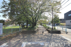 遊歩道　桜並木道　小野町