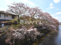 石神井川沿い桜並木(桜台)