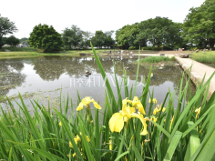 清瀬金山緑地公園
