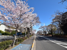 さくら通り(国立市富士見台1丁目～３丁目)