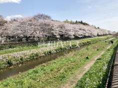 野川河川敷