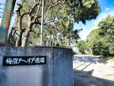 梅園アベリア遊園