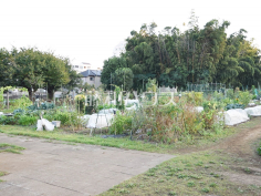 緑町市民農園