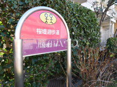 桜堤遊歩道
