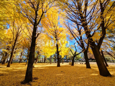 芦花公園
