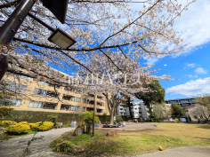 武蔵野市立　中央通りさくら並木公園