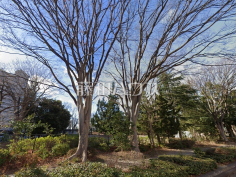 富士見公園