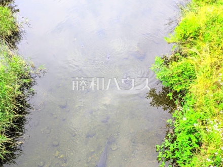 近隣河川(野川)　　【三鷹市大沢５丁目】 四季折々に変化する公園の美しい景色。心和み、手足を伸ばしてリラックスできる憩いの場所です。 ／撮影日2025/06/13