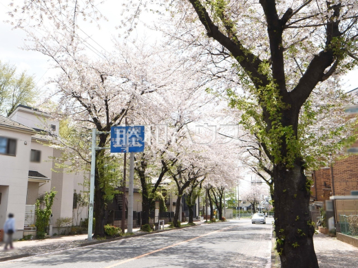 天神山通り桜並木