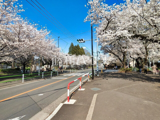 接道状況および現場風景　【小平市喜平町１丁目】～桜の木がある眺め～ はらはらと舞う桜の花びらがルーフバルコニーに模様を描いていきます♪何気ない時間も特別な空間へ