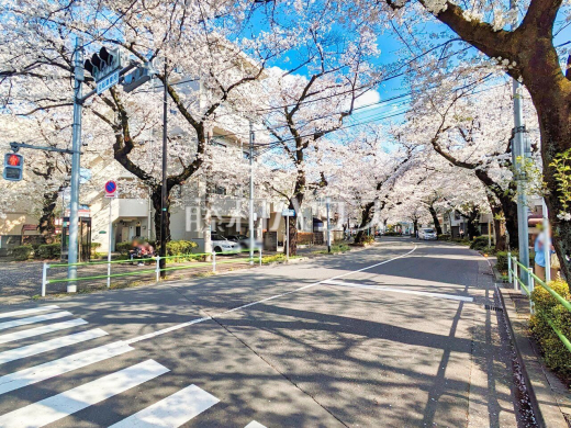 接道状況および現場風景　【小平市喜平町１丁目】全区画桜が望めます♪お花見をかねてご見学されてみませんか？