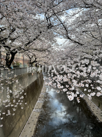 近隣の神田川沿いの桜　【ヴィラロイヤル東中野】