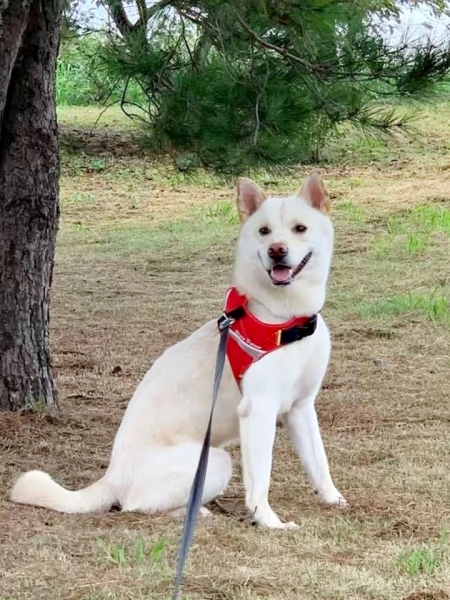 愛犬の『ヴェルちゃん』です。
愛知県刈谷市で保護された紀州犬で、我が家に来たのは5年前でした。今は大切な我が家の家族になりました。