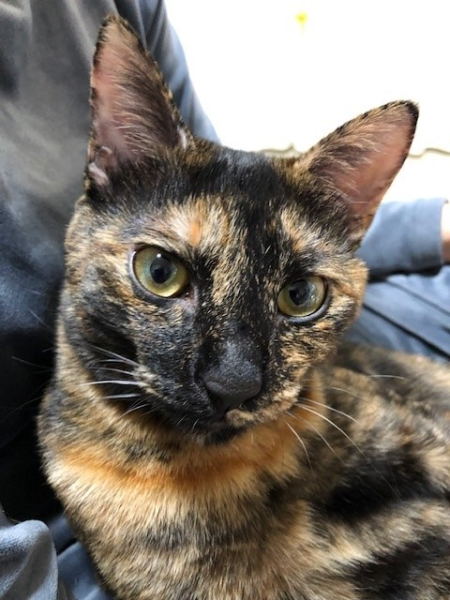 我が家の愛猫2号。
雌、体重3500g。
性格：不真面目・自己中・寂しがり屋・甘えん坊
特技：甘え上手！