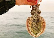 地元福井に帰るときれいな海で釣りをして楽しんでいます！新鮮な海の幸は最高です。