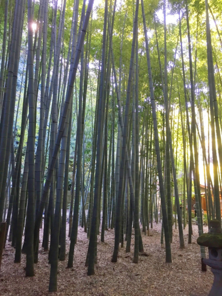 また休日には電車に乗り、ちょっとしたプチ旅行なども行ったりしております、。これは鎌倉の報国寺に行った際の竹林です。
竹林の中に茶屋があり本格な味の抹茶を堪能することができます。
是非お時間あるときに行ってみてください！