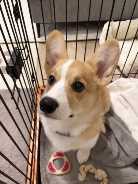 愛犬(コーギー)の写真です。一緒に過ごしてる毎日が私の癒しです。