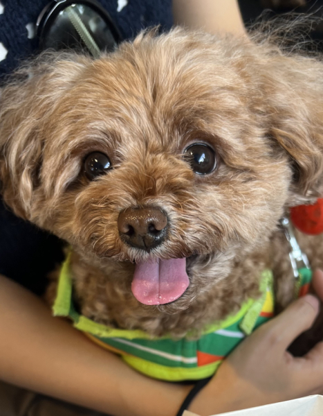 愛犬と過ごすことで、日々癒しと元気をもらっています。