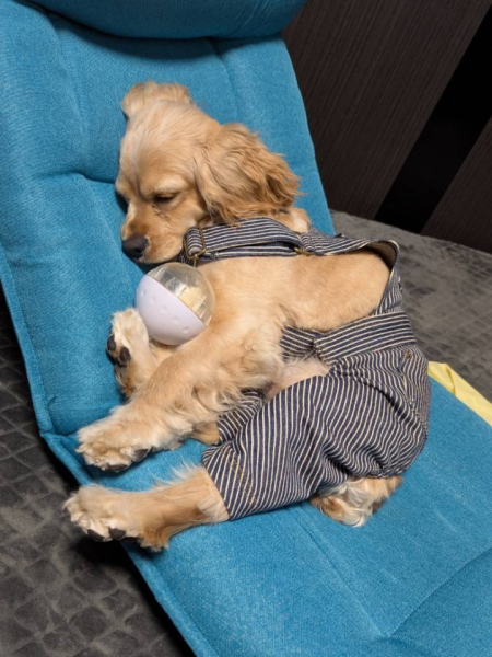 愛犬の「れい」です。