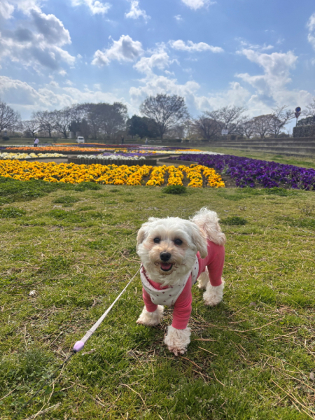 犬を飼っています。休日は一緒にお出かけします。