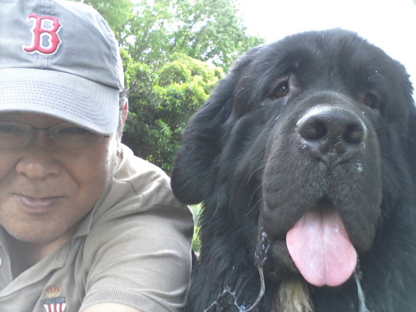 今は亡き愛犬ですが、また何時かこのニューファンドランドと言う犬種を飼いたいと思っております。