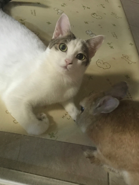 動物が大好きです。犬と猫がいて家の中が賑やかで毎日楽しく過ごせています。違う種類の動物同士でも仲良くしているのが見れて楽しいです。