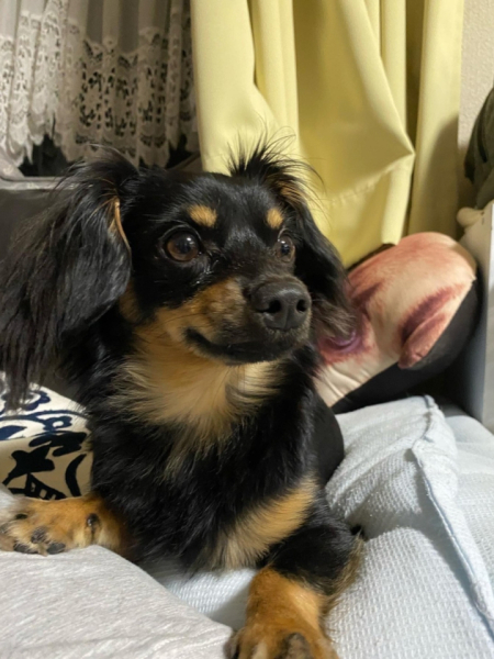 愛犬がいます♂散歩はよく、多摩湖に行きます。