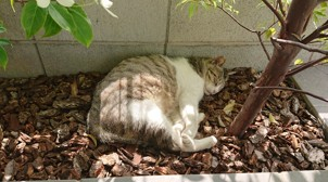 我家でくつろいでいるノラネコです。いつも、玄関わきの植栽の下で、ぐーぐー寝ています。私と目が合っても全く動じず、逃げたりしませんが、絶対になでさせてはくれません。来てない日があるとさみしいです（涙）。