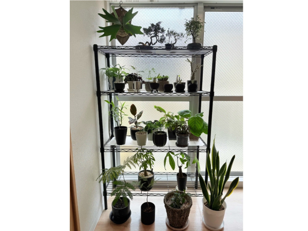 趣味の観葉植物です。植物を見に行くとつい買ってしまいます。