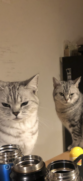 愛猫のしょーとビビです。左がしょーちゃんで、右がビビです。