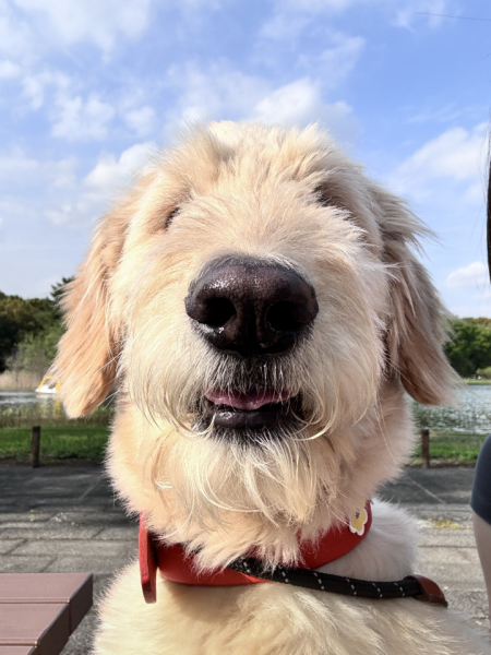 昭和記念公園のベンチで撮った犬の写真です。ドアップで恐縮です。とにかく犬が好きです。