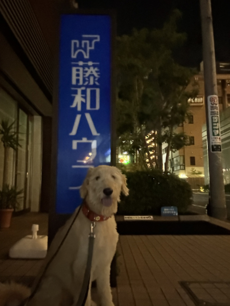 立川店配属の前夜にとった写真です。少しでも勉強しなきゃという思いが先走って犬に立川散歩を手伝ってもらいました。
