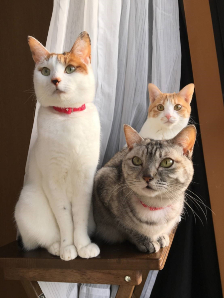 保護猫の受け入れを始めてから約10年が経ちました。今では4匹の娘達とにぎやかに暮らしています。みんな、いたずら好きのためよく物が無くなります。どこに持っていっているのでしょうか？