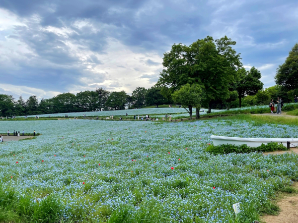 立川・昭和記念公園のラモフィラ♪四季折々の花々に癒されます、、
