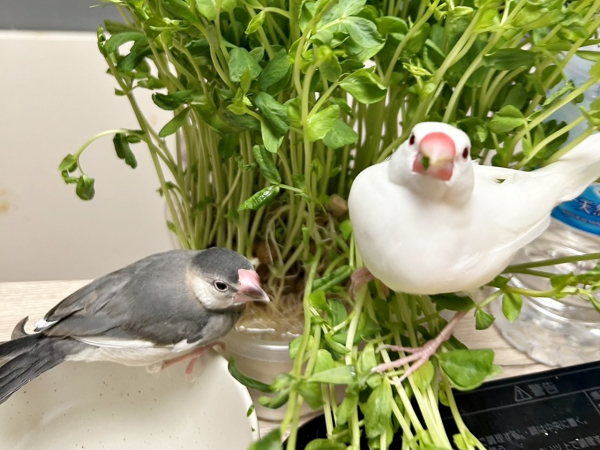 愛鳥の「ペコ」と「ニコ」に毎日癒されてます！