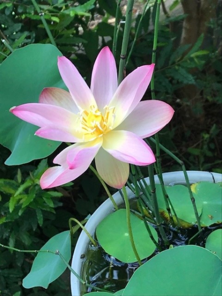 庭に置いているメダカ用鉢に咲いた水連です。家の外も室内も多くの植物と生活しています。