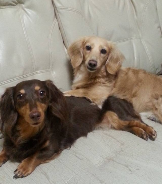 愛犬と共に生活しています。
