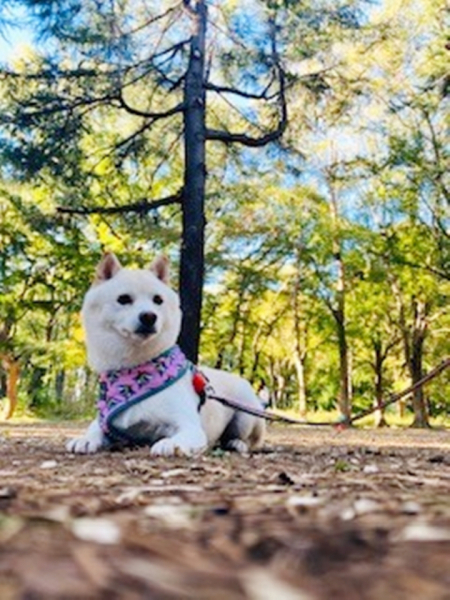 我が家の愛犬大福です。大きな福がある様にと娘が名前をつけました。白い雄の豆柴で意外と珍しいです。
おとなしくておやつを欲しがるとき以外は吠えません。人懐こい性格で人間大好き他のワンちゃんとの交流も大好きです。場所は都立野川公園です。