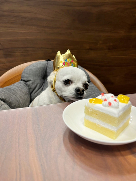 祖父母宅の愛犬ニコちゃんです。いつも癒されています！