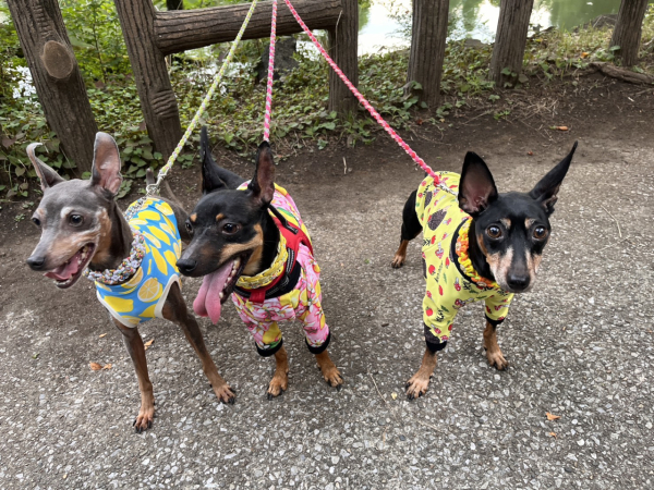 犬を3匹飼っています。犬種は「ミニチュアピンシャー」です！
うちの犬はマイペースで、3匹それぞれ性格が違って毎日楽しいです。