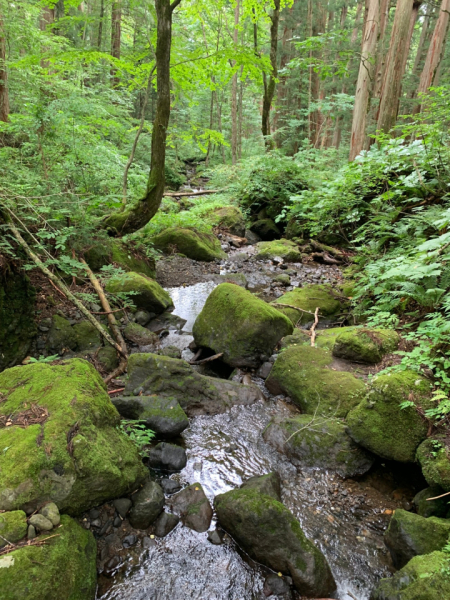 長い道程の先で癒される風景。
地方によって木々の種類も異なり、少しづつ違うものに出会えます。長野戸隠にて。