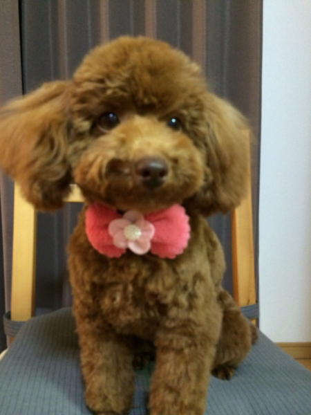 愛犬の写真です。仕事から帰ると玄関で待ってくれてるのが嬉しく溺愛しております。