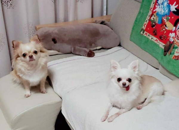 愛犬の写真です。左がモグ、右がハニーです。モグはご飯とお散歩が大好きで、ハニーはツンデレな性格です。甘えていると思いきや突然怒り出します(笑)