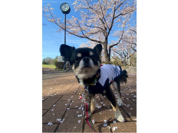 暇さえあれば常に愛犬のチワワを愛でています。