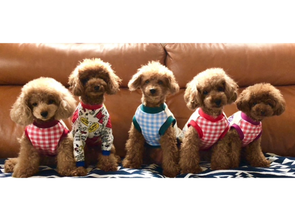 実家には5匹のトイプードルを飼っています。
家に帰ると皆が出迎えてくれるのでとても癒されます。
家でイヌを飼っているのもあって、イヌがとても大好きです！