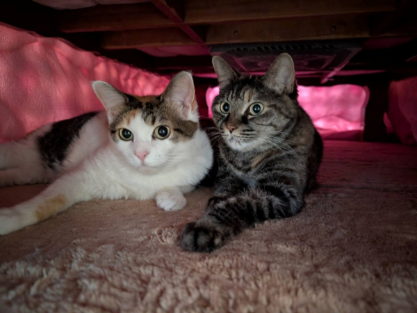 愛猫の写真です。三毛猫が『おもち』、キジトラが『きなこ』です。普段はあまり一緒にいないのですが、こたつの時期になると揃って中に入っています。