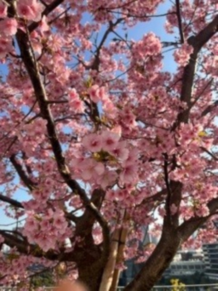 昭和記念公園に遊びに行った際、きれいに咲いていました。