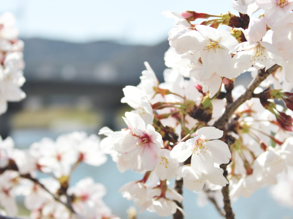 私は、カメラが趣味で一眼レフを持っているのですが、姫路に住んでいた時にお花見をしに行って撮った時の写真です！我ながら上手にとれたなと自画自賛しています（笑）