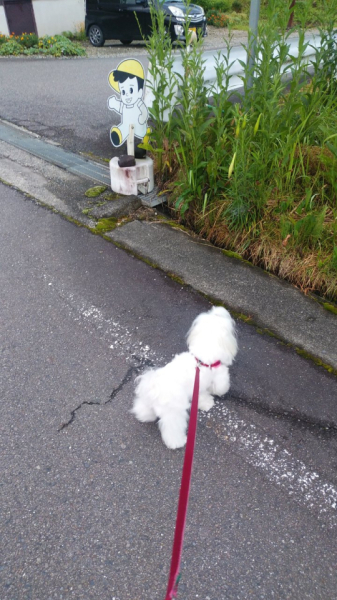 近所は歩きつくしました。常に新たなルートを開拓中です。